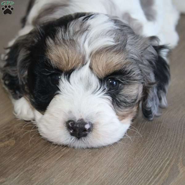 Sammy, Cavapoo Puppy