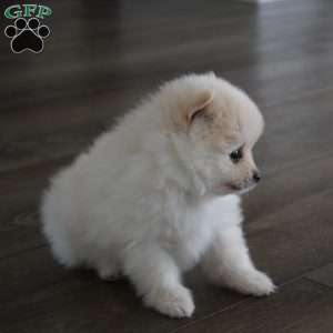 Remy, Pomeranian Puppy