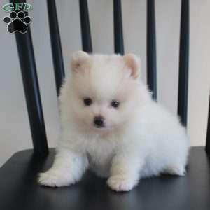 Remy, Pomeranian Puppy