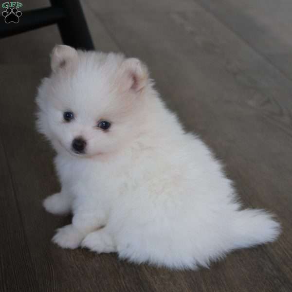 Remy, Pomeranian Puppy