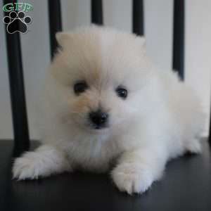 Riley, Pomeranian Puppy