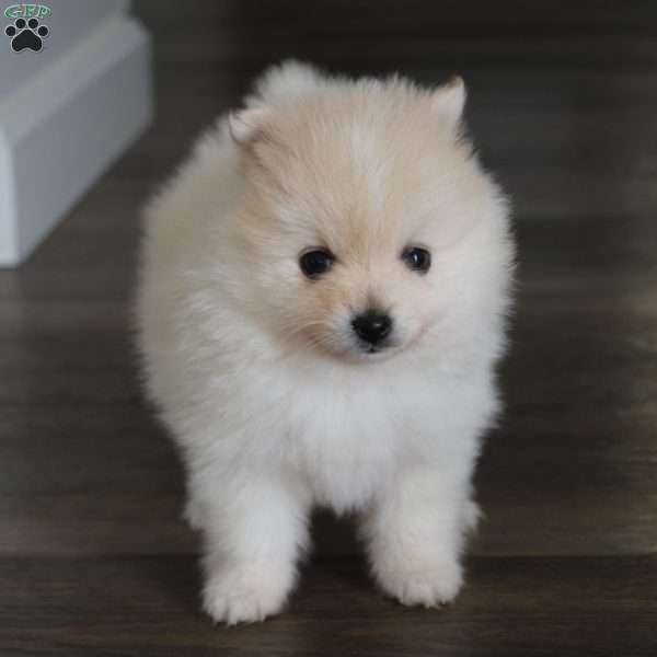 Riley, Pomeranian Puppy