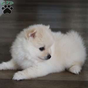Riley, Pomeranian Puppy
