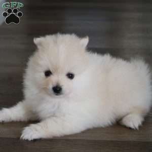 Riley, Pomeranian Puppy