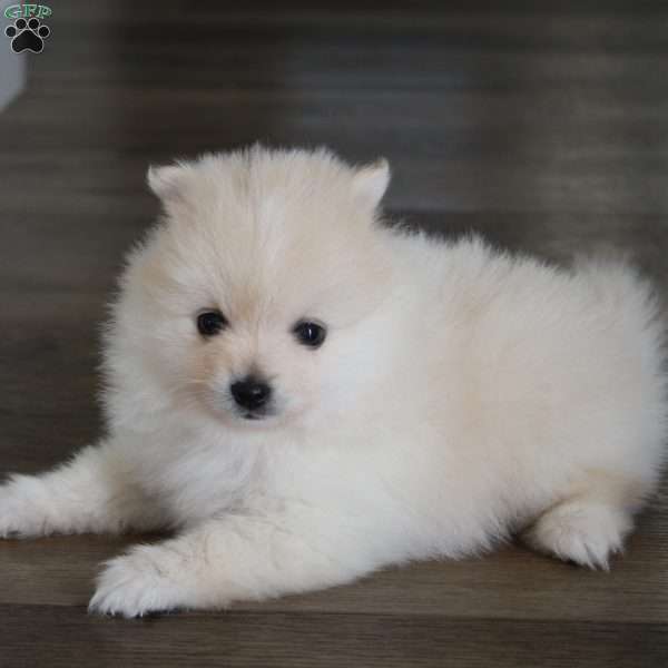 Riley, Pomeranian Puppy