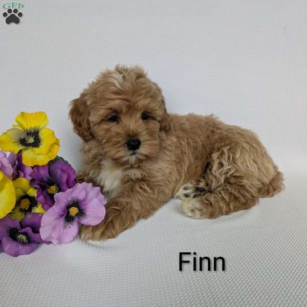 Finn, Shih-Poo Puppy