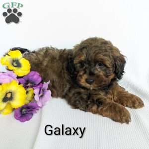 Galaxy, Shih-Poo Puppy