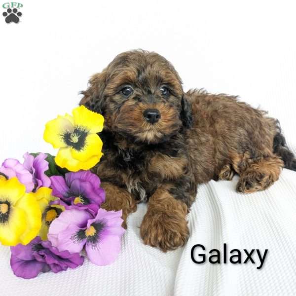 Galaxy, Shih-Poo Puppy