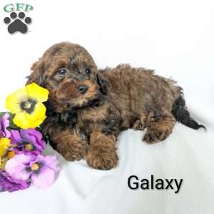 Galaxy, Shih-Poo Puppy