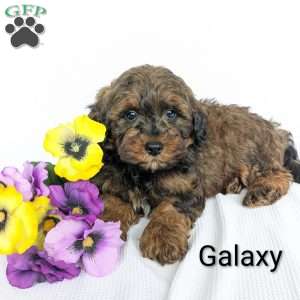 Galaxy, Shih-Poo Puppy