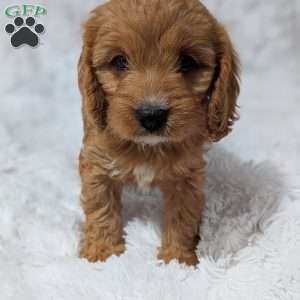 Bellie, Cavapoo Puppy