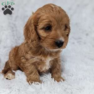 Bellie, Cavapoo Puppy