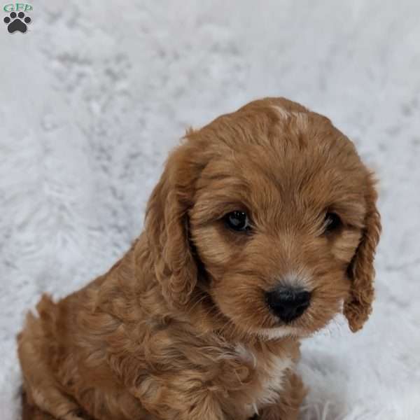 Bellie, Cavapoo Puppy