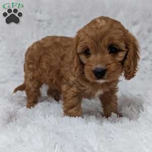 Bellie, Cavapoo Puppy