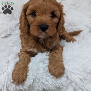 Champ, Cavapoo Puppy