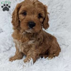 Champ, Cavapoo Puppy
