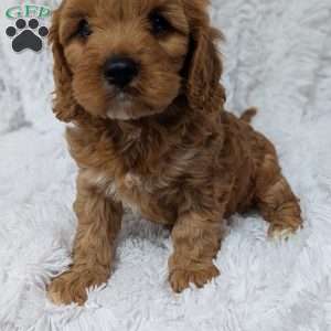 Champ, Cavapoo Puppy