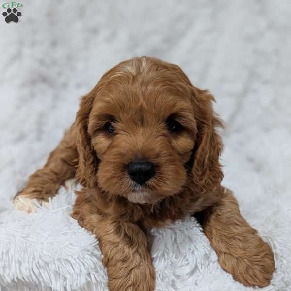 Champ, Cavapoo Puppy