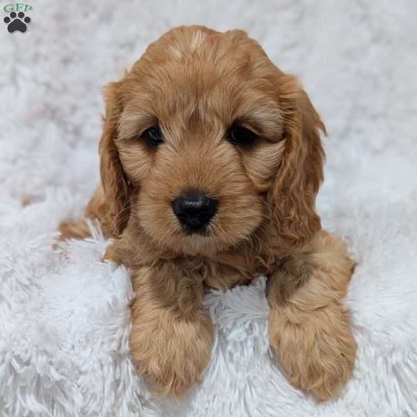 Kobie, Cavapoo Puppy