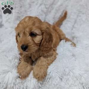 Kobie, Cavapoo Puppy