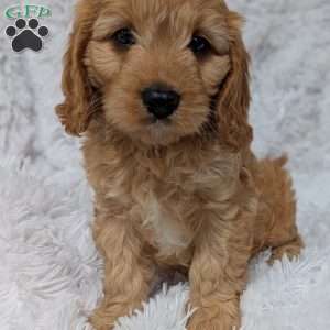 Kobie, Cavapoo Puppy
