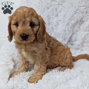 Kobie, Cavapoo Puppy