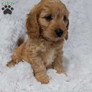 Kobie, Cavapoo Puppy