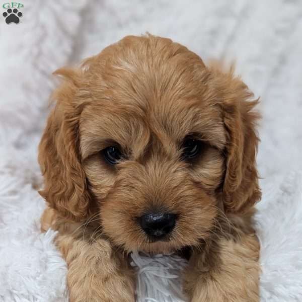 Charlie, Cavapoo Puppy
