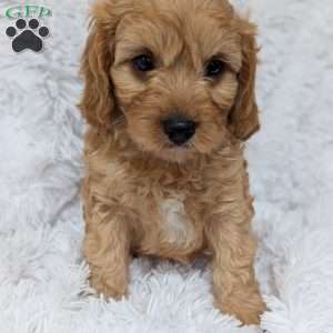 Charlie, Cavapoo Puppy