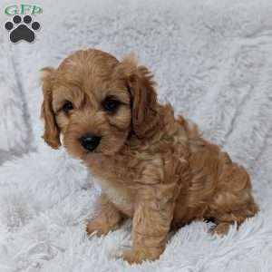 Charlie, Cavapoo Puppy