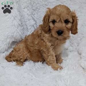 Charlie, Cavapoo Puppy