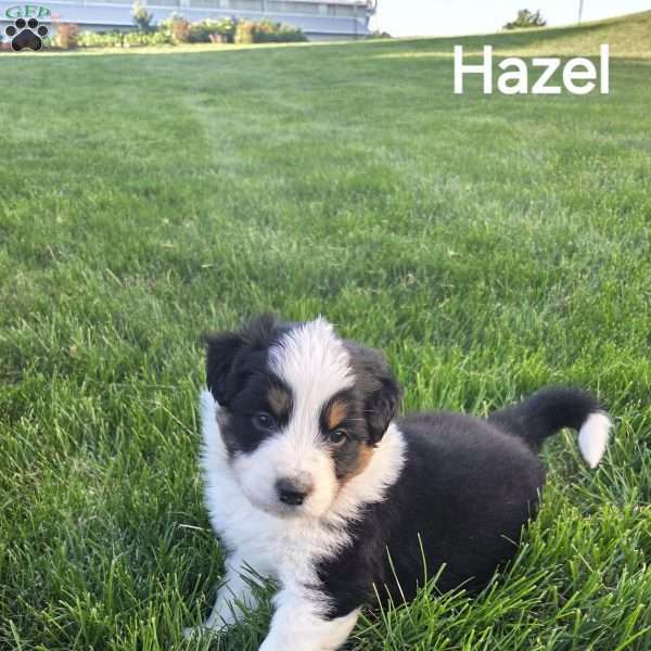 Hazel, Australian Shepherd Puppy