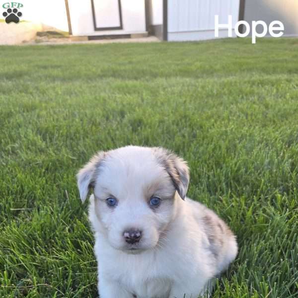 Hope, Australian Shepherd Puppy