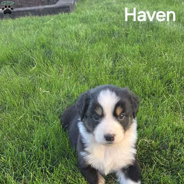 Haven, Australian Shepherd Puppy
