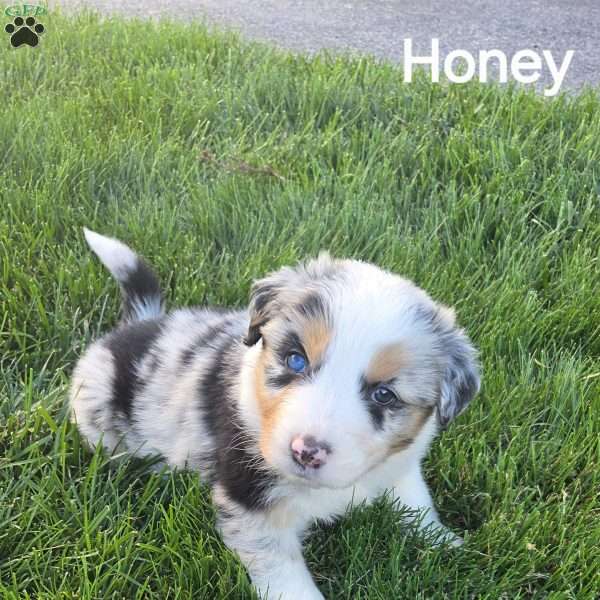 Honey, Australian Shepherd Puppy
