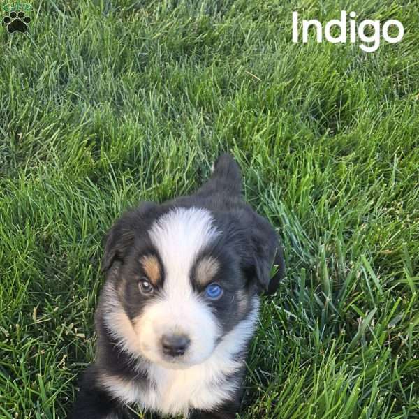 Indigo, Australian Shepherd Puppy
