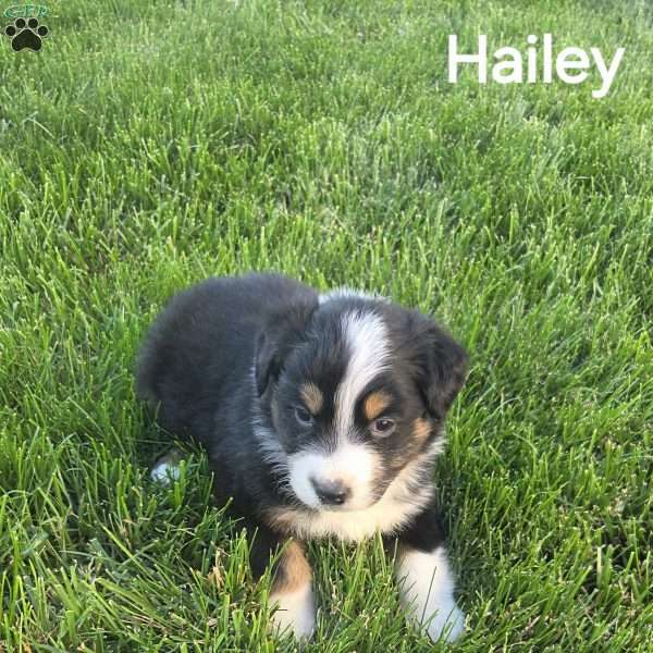 Hailey, Australian Shepherd Puppy