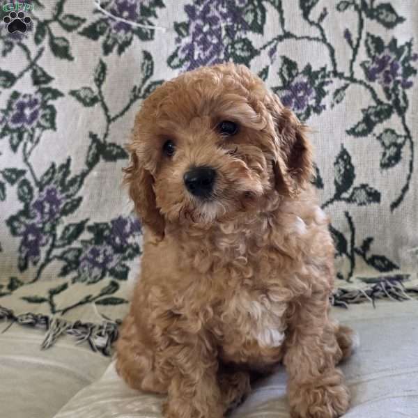Clarence, Miniature Poodle Puppy