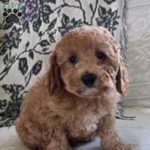 Clarence, Miniature Poodle Puppy