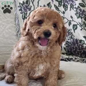Clarence, Miniature Poodle Puppy