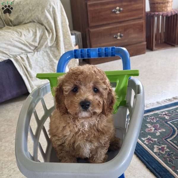 Clarence, Miniature Poodle Puppy