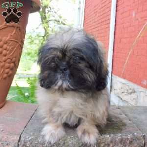Leo, Shih Tzu Puppy