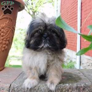 Leo, Shih Tzu Puppy