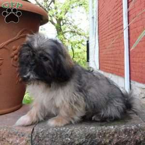 Leo, Shih Tzu Puppy