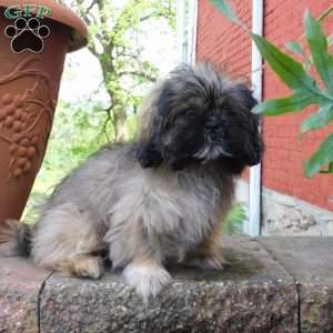 Leo, Shih Tzu Puppy