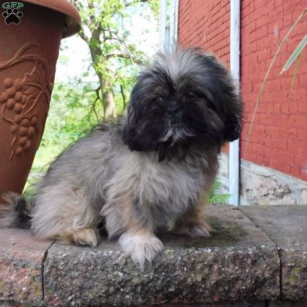 Leo, Shih Tzu Puppy