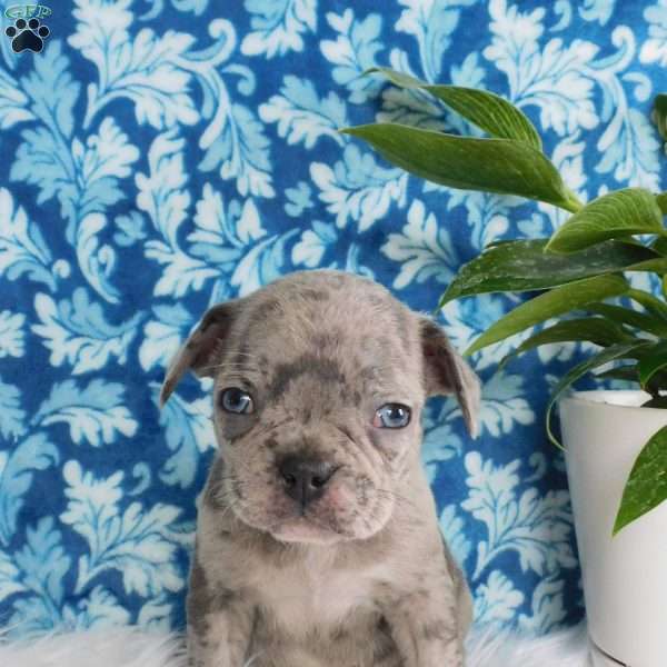 Zack, Frenchton Puppy