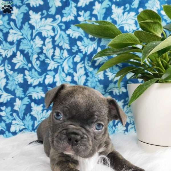 Zeke, Frenchton Puppy