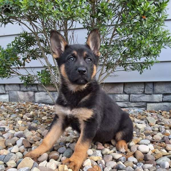 Nikki, German Shepherd Puppy
