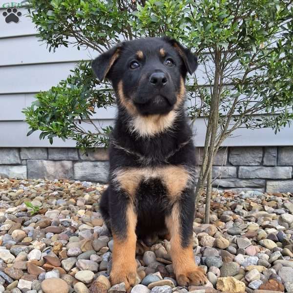 Almanzo, German Shepherd Puppy